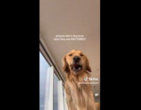 Collab Clips MPUGC - Dog lets out burp after eating 