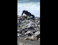 Man fast push up beach rocks video shoot