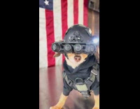 Small dog wears tactical gear and helmet