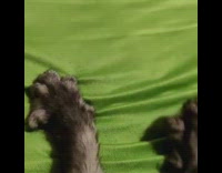 Kitten massages bed with paws 