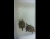 Two turtles fish swim clear plastic container 