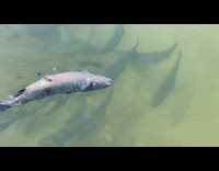 Fish swims with its body upside down