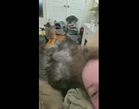 Cat gets tongue stuck in woman hair