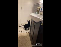 Collab BitchMP - Black cat jumps up to try to get on sink