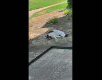 Cat rolls around on ground outside 