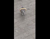 Collab Clips mpugc - Fashion bread around pigeon head