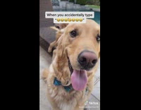 Dog laughs birthday emoji