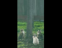 Three cats sitting under tree staring up 