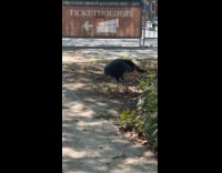 Woman shows random turkey roam at park