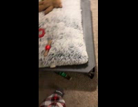 Woman training dog to go onto mat bed 