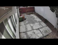 Dog wipes paws before going inside 