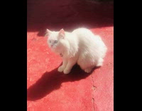 White cat tries to catch cat toy in air 