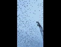 Group of bird fly and migrate in the sky next to the tower