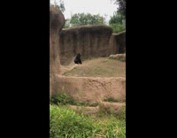 Black gorilla sitting gets ready to throw poop