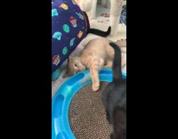 Cat laying with arm stuck under toy 