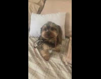 Dog barks when lady tries to take her glasses back