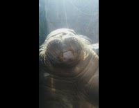 Walrus spit and swallow food repeatedly aquarium