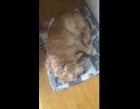 woman touches brown dog dog is confused