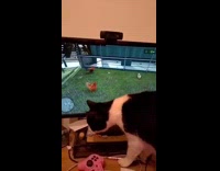 Cat tries to catch chickens on screen