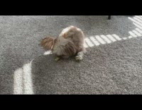 Guy talks to dog in high pitch 