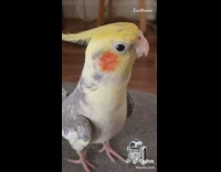 Yellow and grey bird sounds like r2d2 