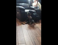 Big and small dog playing tug 