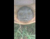 Head of turtle stares and slightly peeks out from its shell