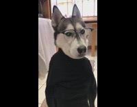 Grey husky dog glasses black turtleneck sweater