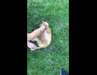 Guy pets brown puppy pink collar grass