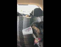 Black dog with red dog bandana drinking out of small cup in back of car