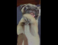Pug Puppy Sticks Tongue Out and Raises Arms 