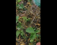 Green bucket pour water plants slow motion 