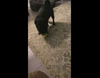 Pug doesnt give back toy