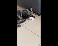 Grey cat plays with a toy then flips off couch 