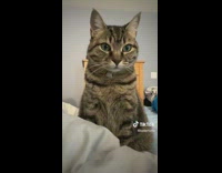 Cat on edge of brown chair 