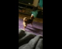 Brown dog plays and carry plastic Tupperware