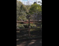 Squirrel wags tail on the wooden fence