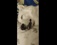 Sleeping white dog dreams with tongue out 