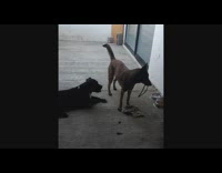 Two dogs play with a plastic garter on its mouth