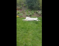 Golden retriever dog rolls around on grass 