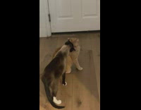 Two cats plays and  wrestles in the hallway 