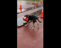 Dog puts back traffic cone in line