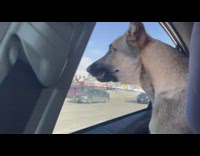 Dog on car howl with ambulance siren