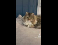 Compilation of different cats inside of house introduction 
