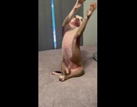 Dog falls on its back on bed