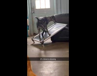 Dog confused slanted bed