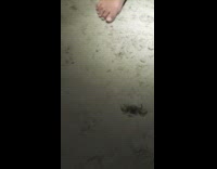 Cat circling around when shined by light