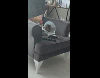 Pet cat tries to clean body but licks the E-Collar