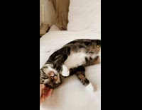 Girl pets cat laying on bed