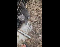 BitchMP - Angry grey kitten calms down pet by branch 